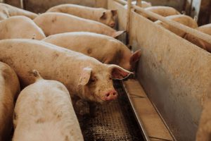 Schweine fressen regionales Futter